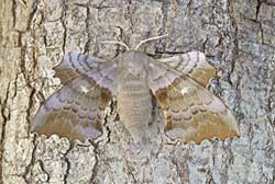 Poplar Hawk-moth